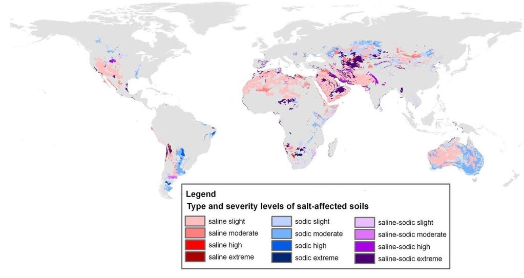 Salinity worldwide Serious threat to agriculture Irrigated land > 40% total food production > 30 % suffer