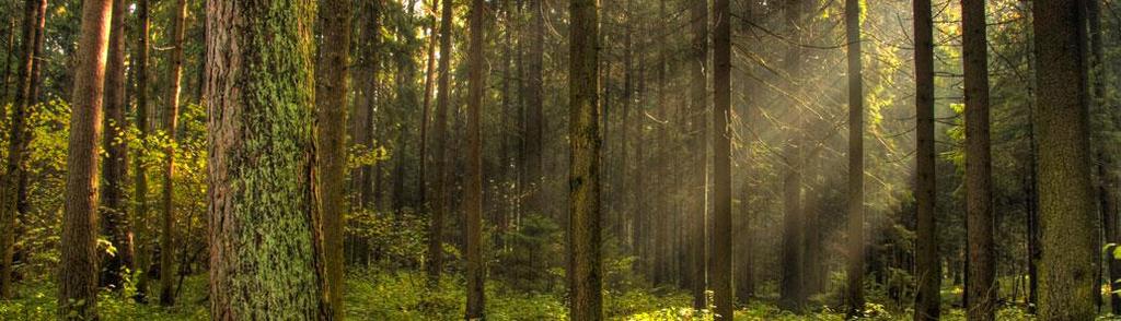 legislation and international agreements from well managed forests: safeguarding environmental,