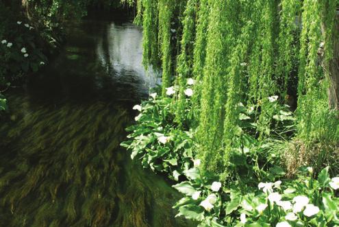 Plant Growth Large numbers of plants in and around a body of water can rob water of its dissolved oxygen.