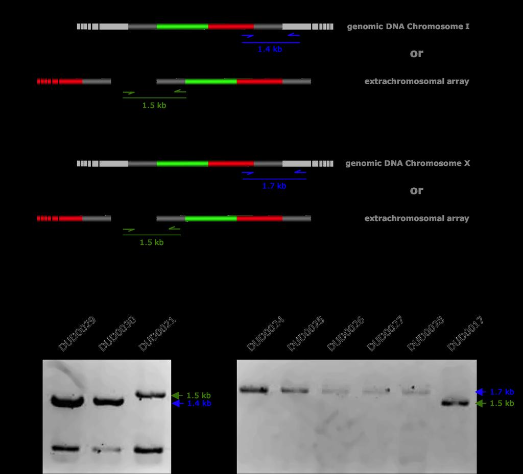 Supplementary Figure 1. Duplex PCR analysis of MosSCI-biotic insertion events. (a) Schematic view of primers annealing for an insertion event in Chromosome I.
