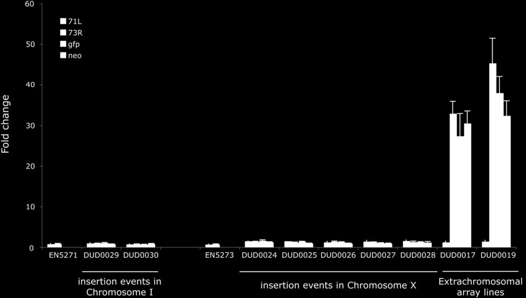 gfp and neo amplicons were obtained from integration events in chromosome I (DUD0029 and DUD0030) and in chromosome X (DUD0024 to DUD0028) indeed.