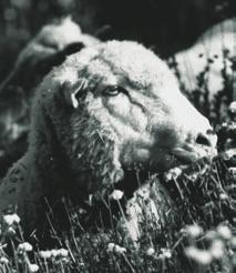 Sheep are a natural, low-cost means of managing our federal, state and private lands, even as they produce other resources, such as wool, meat, and lanolin.