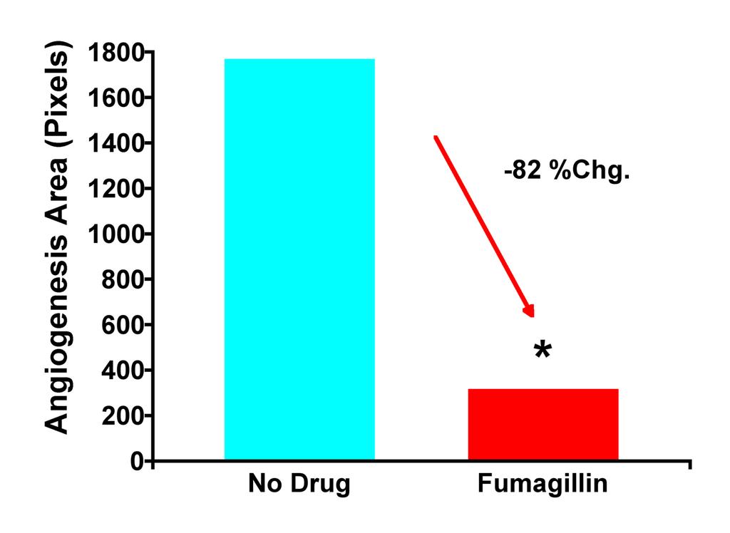 angiogenesis Control Fumagillin-Treated Decreased Tumor Size