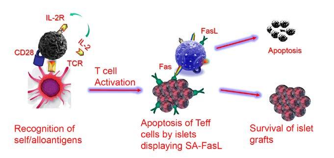 Immunomodulatory Microgels for Islet Acceptance Fas/FasL: central regulator of peripheral tolerance Activated T cells express Fas & become sensitive to FasL-mediated apoptosis Fas/FasL deficiency: