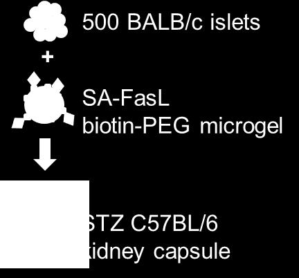 Immunomodulatory SA-FasL Microgels