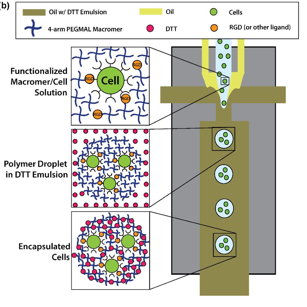 PEG-4MAL Microgels Microfluidics polymerization: control over size