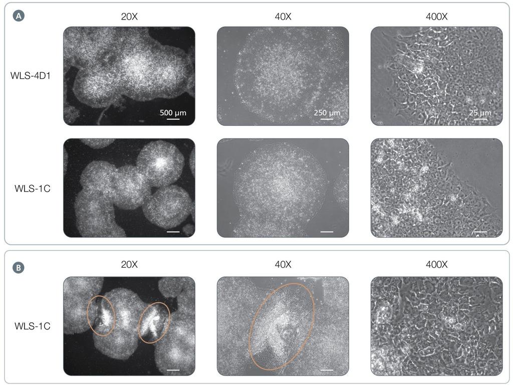 6 Figure 3. Morphology of Human ips Cells Cultured on Vitronectin XF Matrix in mtesr 1 Medium.