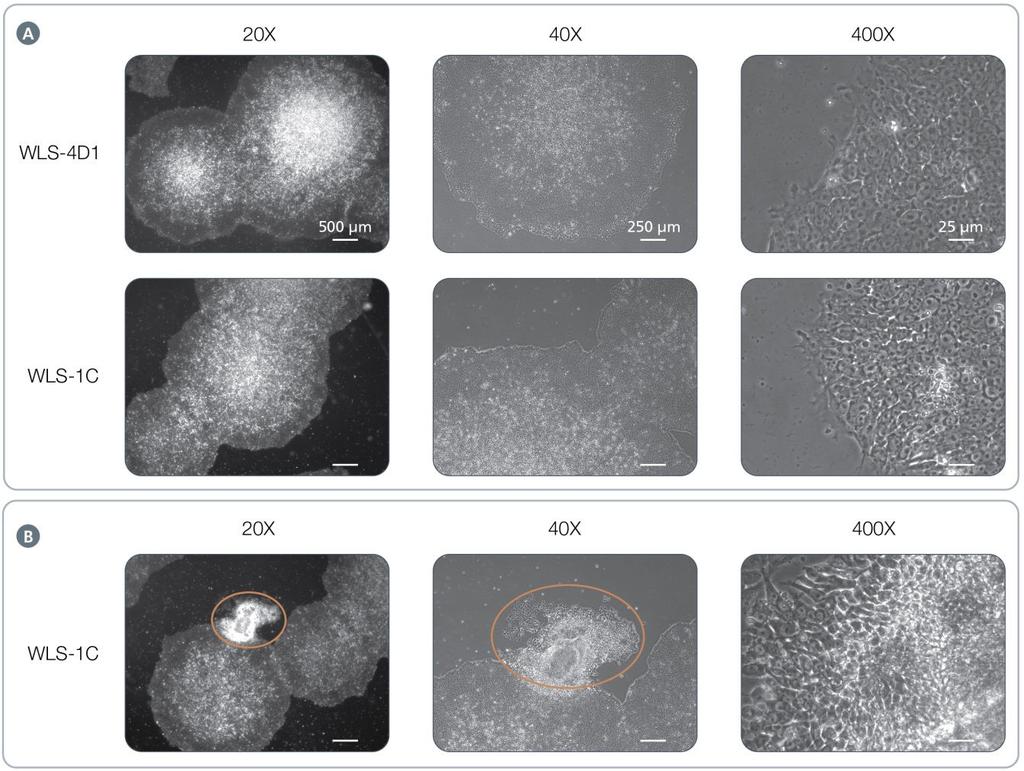 7 Figure 4. Morphology of Human ips Cells Cultured on Corning Matrigel Matrix in mtesr 1 Medium. (A) Undifferentiated human ips cells (WLS-4D1 and WLS-1C) at the optimal time of passaging.
