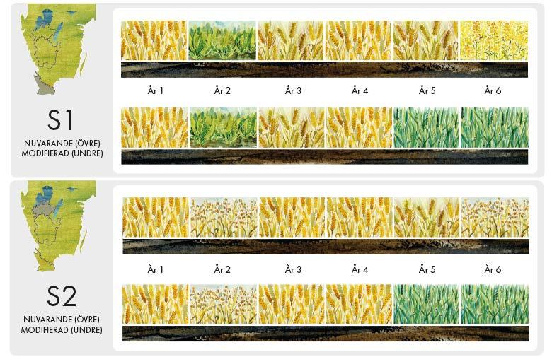 The studied crop rotations Reference scenario C1 CURRENT (ABOVE) MODIFIED (BELOW) 4-year crop rotation typical