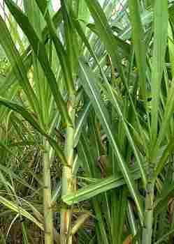 Evaluation of Enzymatic Hydrolysis Process of Sugarcane Bagasse FAPESP-OXITENO