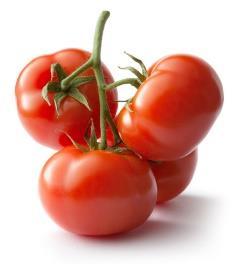 LBS PER PLOT 8/12/2018 80 70 60 Tomato Fruit Yield 3 picks 50 40