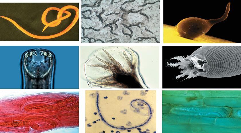 Diversity of nematodes Thomas Blumenthal & Richard E