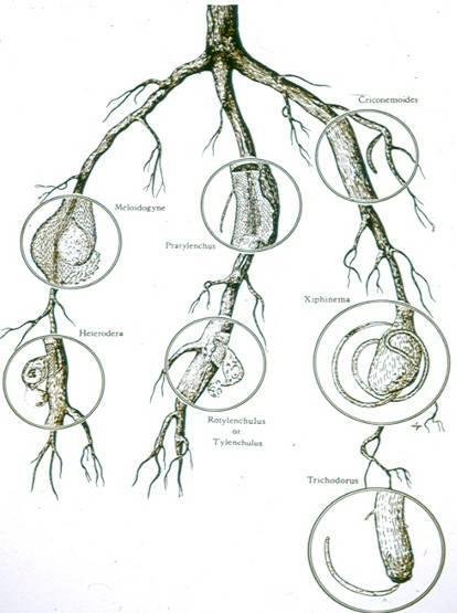 Feeding haits of plant parasitic nematodes Inside or outside roots: Endoparasitic entire ody inside the root Ectoparasitic entire ody outside the
