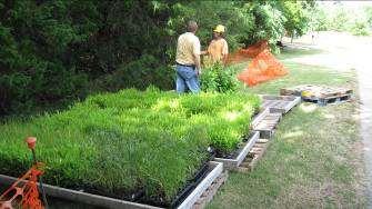 Stream Restoration Design Re-vegetation Plans Critical Element
