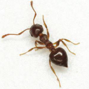 ANTS Acrobat Ants Argentine Ants Carpenter Ants Crazy Ants Odorous House Ants Payment Ants Pharaoh Ants Red Imported Fire Ants ACROBAT ANTS Color: Light brown to black, sometimes multicolored Shape: