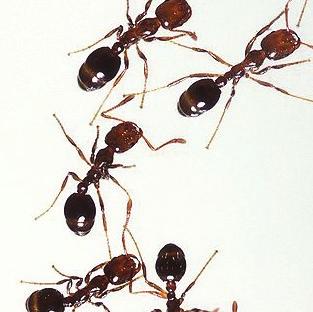 (Pharaoh Ants continued) Seal all possible points of entry to your home. Ensure that food is stored properly in airtight containers, and do not leave food on the counter.
