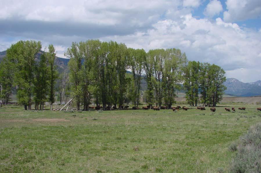 Barriers to Recruitment of Cottonwoods on the Northern Range of Yellowstone National Park By: Joshua Rose and Dr.