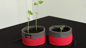 energear - Save Your Energy. The bean test. Tested with and without energear, the growth of beans was observed.