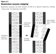 Illustration of endonuclease activity The EcoRI restriction enzyme recognizes the following sequence: -G-A-A-T-T-C- -C-T-T-A-A-G- The complementary strand is simply the reverse sequence, thus
