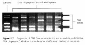 To make a DNA fingerprint (1)Digest sample DNA with a restriction endonuclease. This results in a distribution of fragments with various sizes.