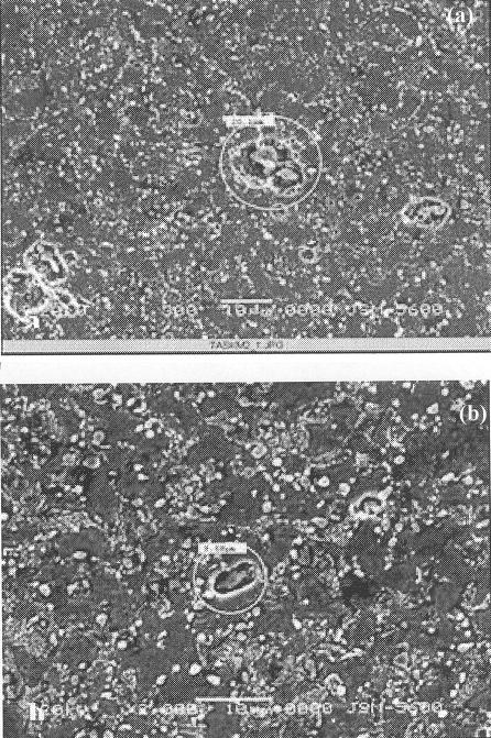 364 INDIAN J ENG. MATER. SCI., AUGUST 2006 Fig. 1 SEM microstructures of the specimens after heat treatment cycle (a) shown in Fig. 1b.