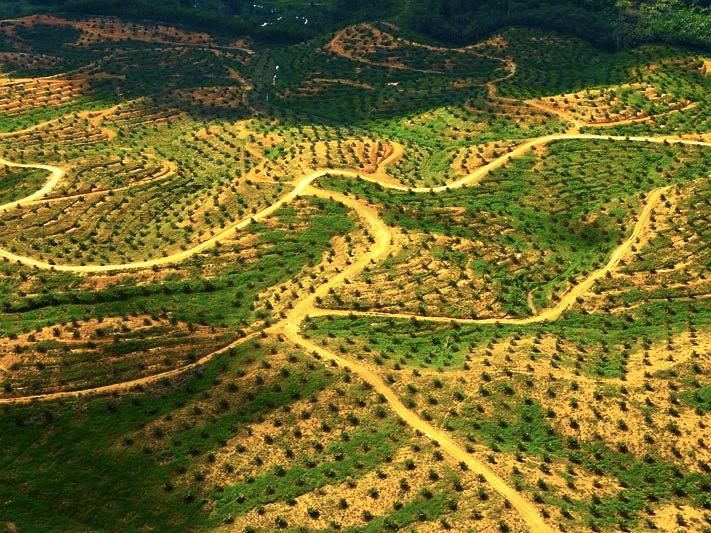 Case:Palm Oil