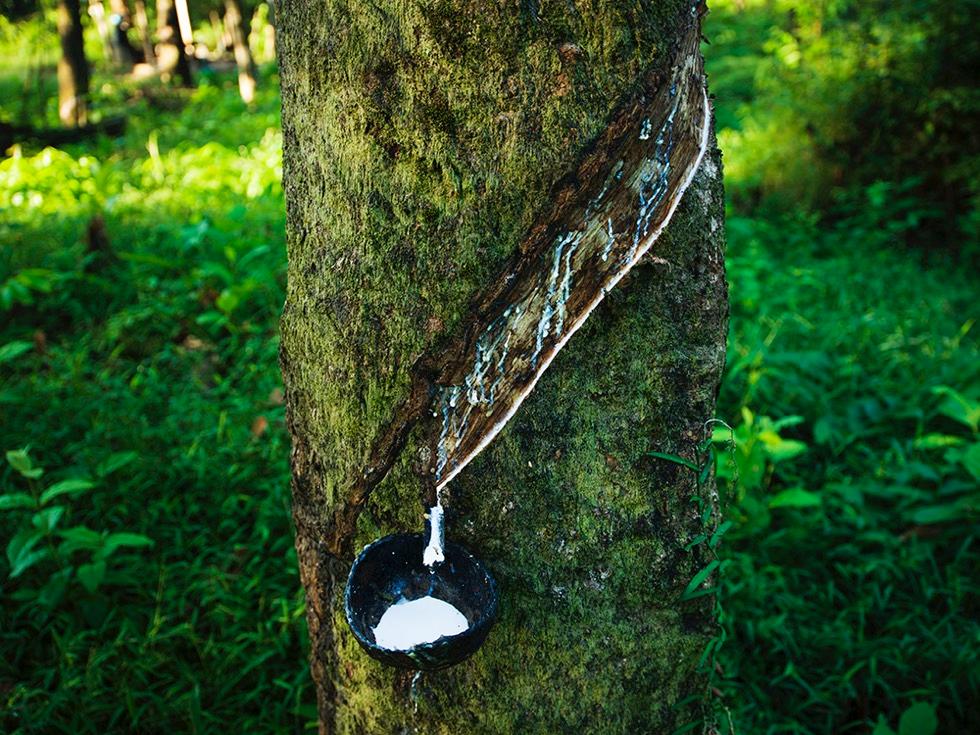 Natural Rubber More than 70% of production goes to tire industry.