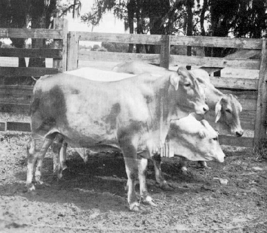 EXPERIMENTAL PROCEDURE A study to determine the comparative feeding value of citrus pulp, corn feed meal and ground snapped corn in a steer fattening ration was initiated in the spring of 1953.
