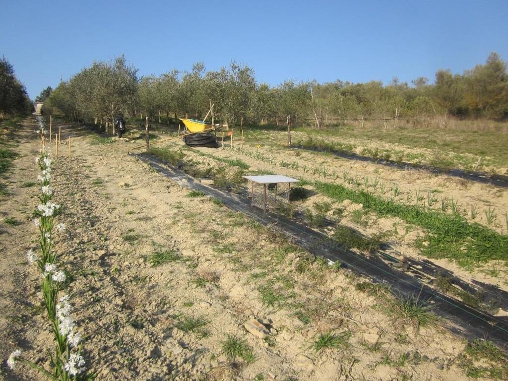 traditional olive orchard system