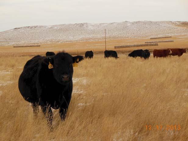 Cows Can Extend the Grazing