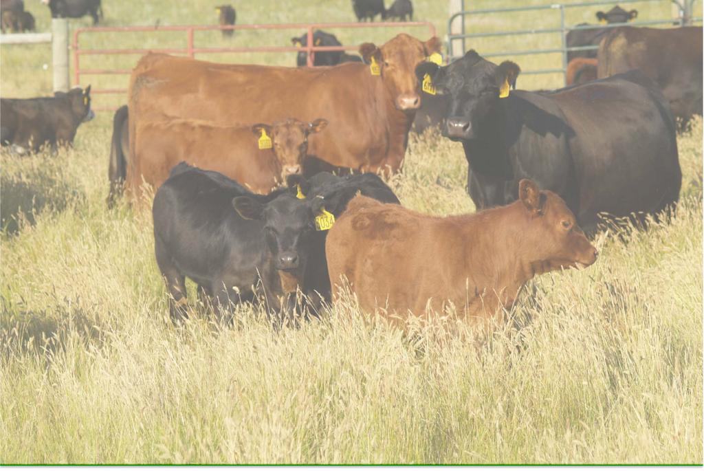 Calf Growth (Early November weaning; no birthweight included) March-April Calves (205 days @