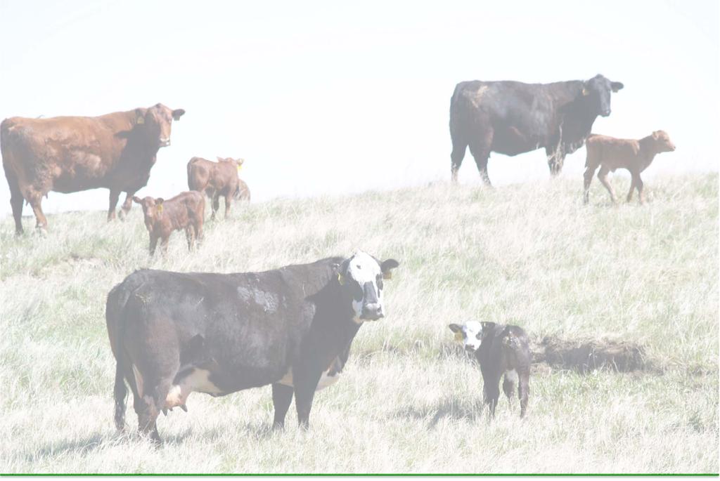 What Are Our Options? Wean calves in January On crop residue. Overwinter calves with 1-1.