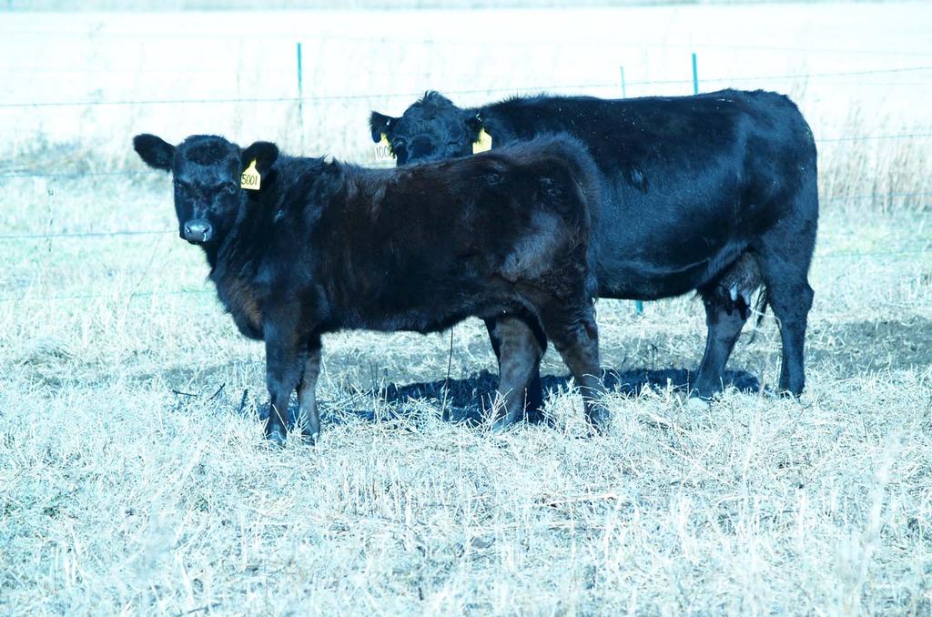 May-June Calving We pulled off 665-pound calves from May calving.