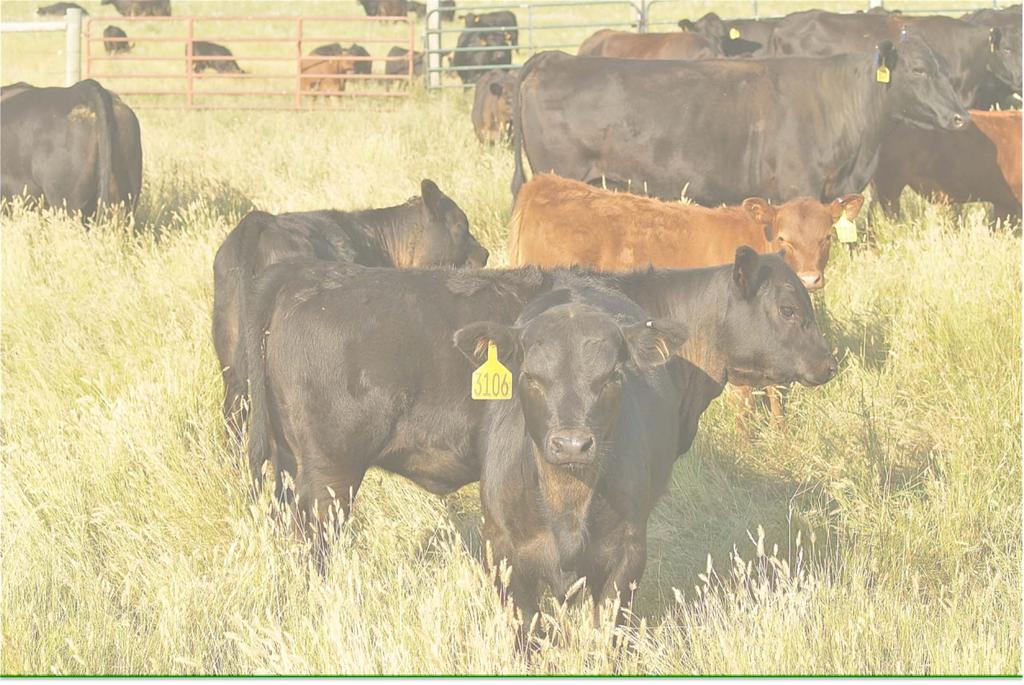 2014 May Wean Data Herd Wean Age (days) Wean WT DREC Herd 38 164 540 CHAPS Avg 191 558 May born