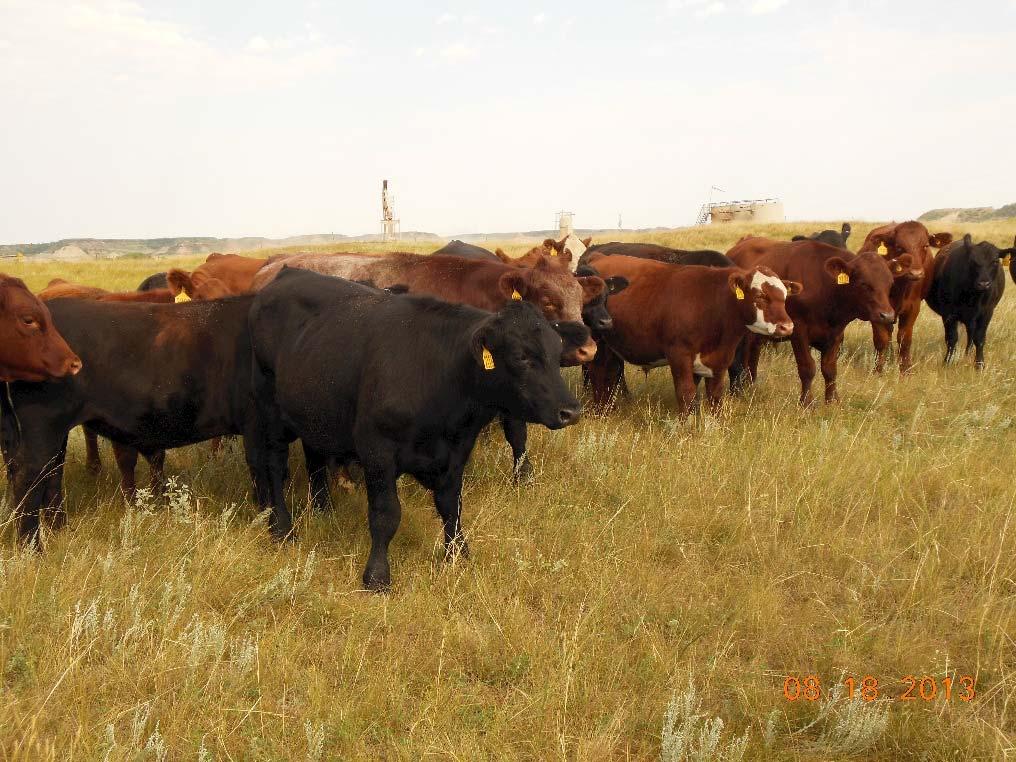 Grazing Sequence Perennial Pastures Early May Crested Wheatgrass (39