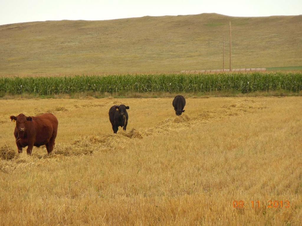 Grazing Sequence (Annual Forage)