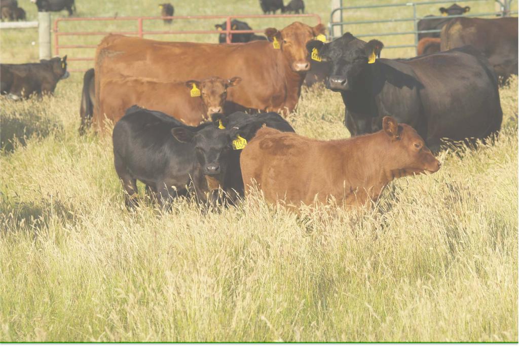 2014 May Wean Data Pounds weaned per cow exposed Herd Lbs weaned/cow exposed DREC