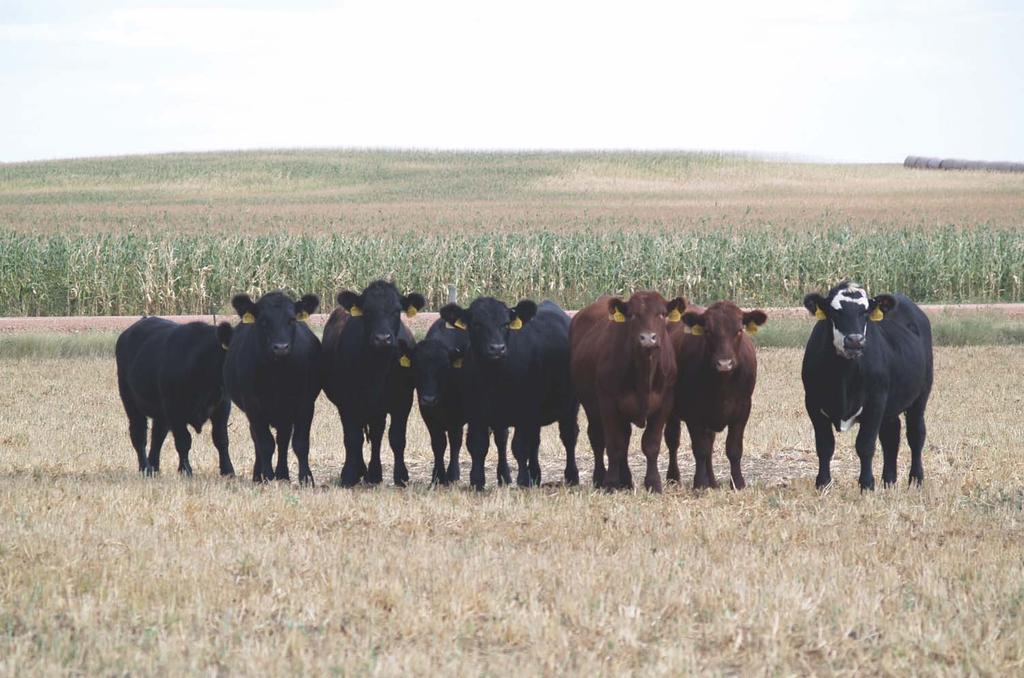 Marketing Options Traditional steers: sell in November at 609 pounds