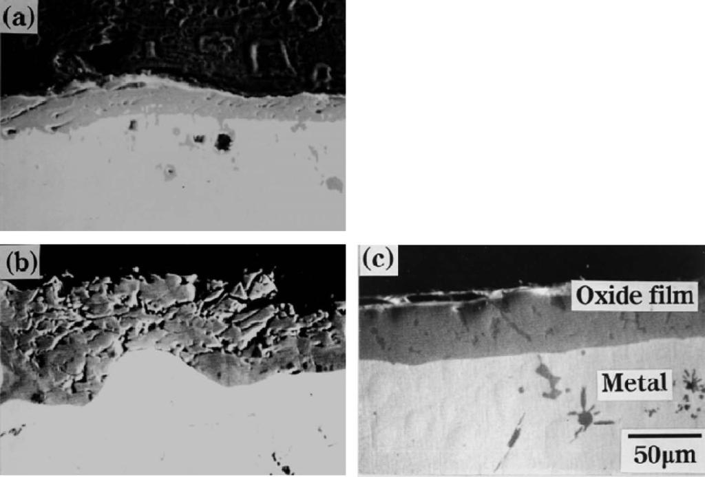 Fig. 1. SEM micrographs of surface oxide films on the molten steel obtained in rapid quenching experiments.
