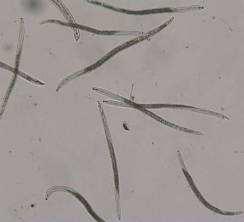 Root-knot nematodes (RKN) were present in low frequency in the roots (23%) scoring between 1 and 2 in the galling