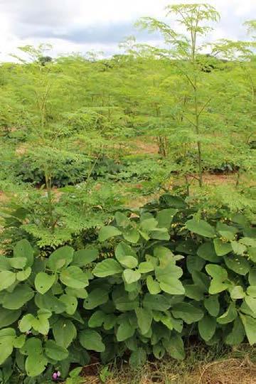 Integrating egume Green anures in oringa and aize