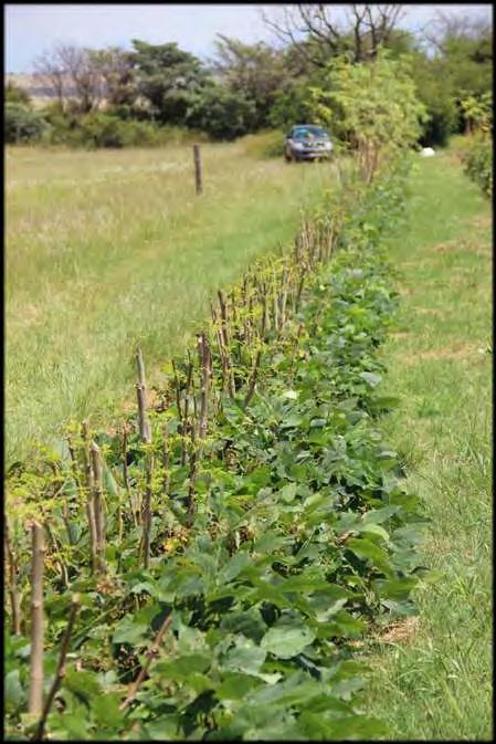 Aggressive legume green manures can be trimmed back and
