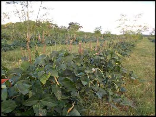 kg/ha) and lablab (413 kg/ha) in 2012-13 owpea pods under oringa canopy egume green