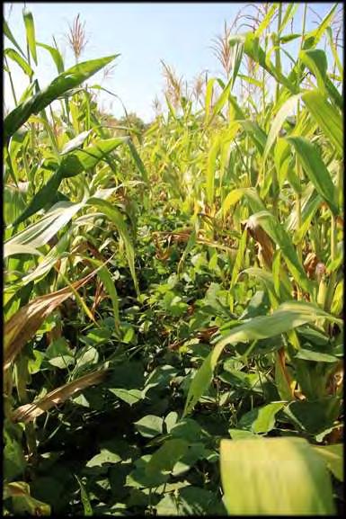 Research Objectives and Treatments Objective 1: Determine if lablab and cowpea can be successfully intercropped with maize to produce additional food, fodder, and biomass.