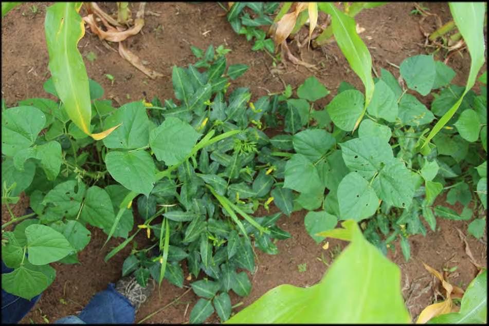 owpea-ablab Intercropping ablab is slower than cowpea at the beginning, but