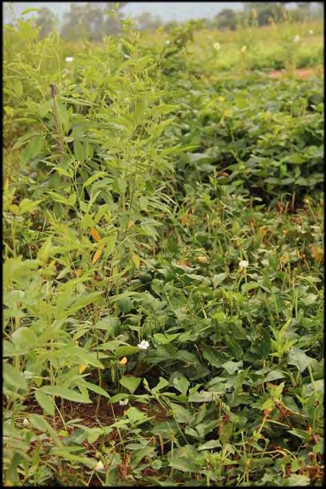 owpea-pigeon Pea Intercropping o owpea spreads as ground cover, while pigeon pea