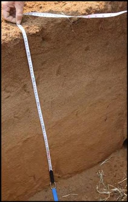South Africa Research Farm Soil Texture Sand: 89% Silt: 7% lay: 4% Very