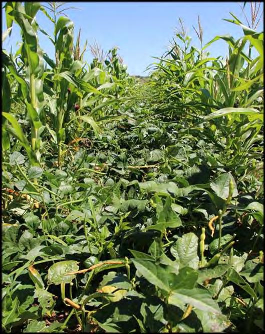 owpea Rate of Growth o owpea canopy closed 8 weeks after planting maize o Harvest of