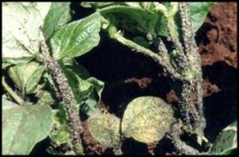 Insect Pest Problems On owpea