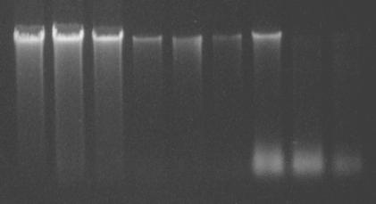 coli containing puc19 plasmid DNA (indicated at the top of the image) using primers specific for the puc19 sequence. In each case, amplicons were analyzed in a 1.